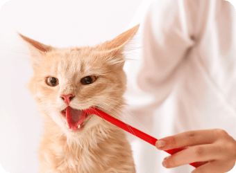 猫の歯磨きの画像