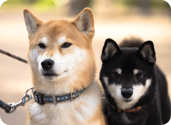 犬２匹散歩中の画像