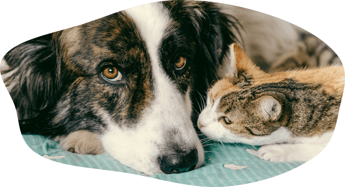 犬と猫が寄り添っている画像